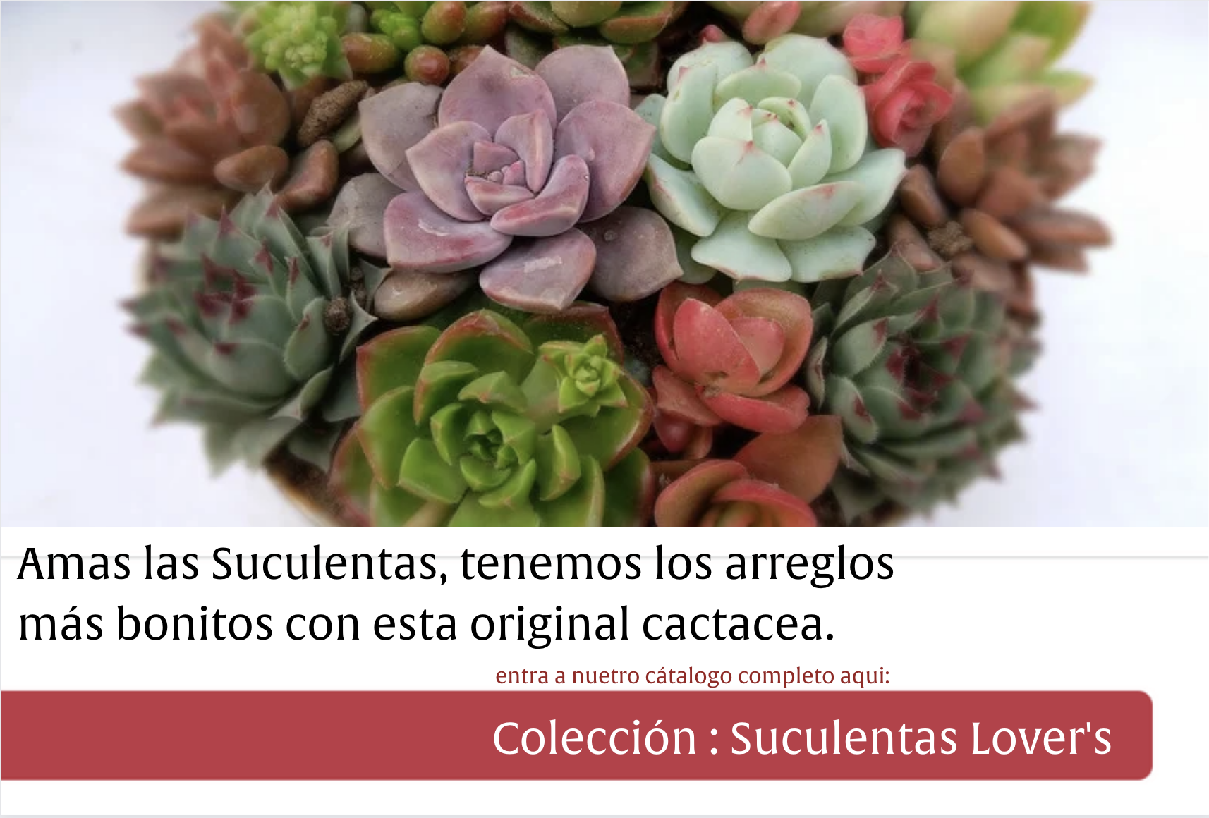 Suculentas Lovers