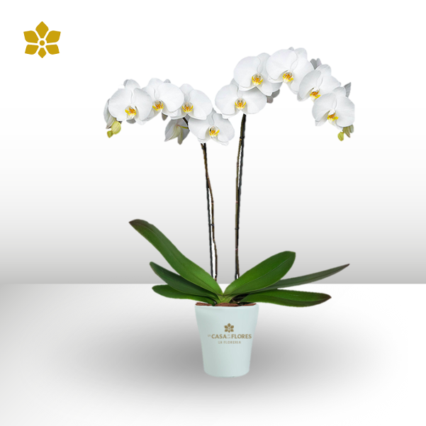 White Orchid