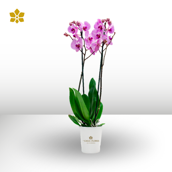 Purple Orchid